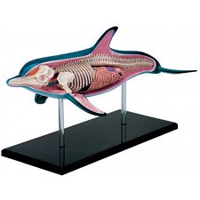 Anatomic Dolphin Puzzle