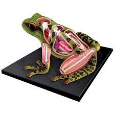 Anatomic Frog Puzzle