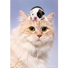 Micro Puzzle - Cat and Dog