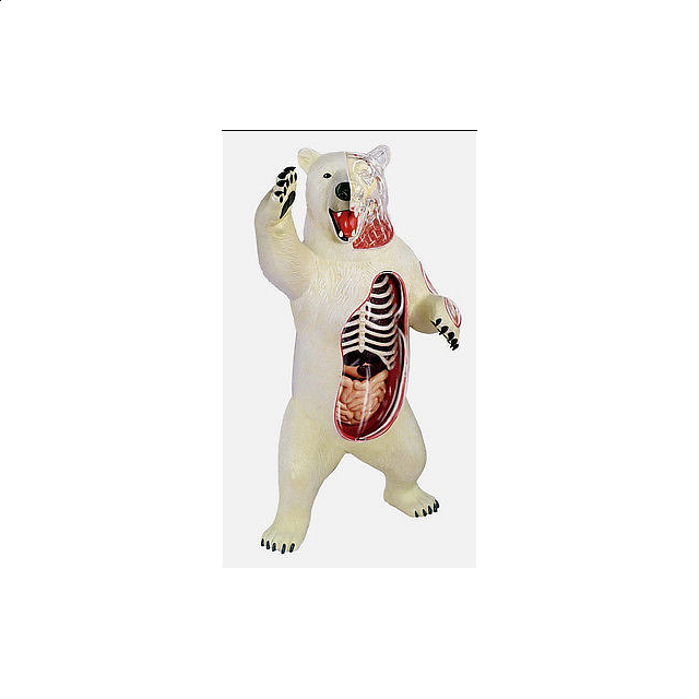4d Vision - Polar Bear Anatomy Model