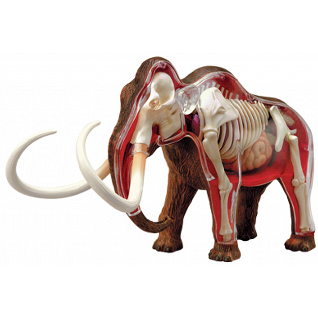 4d Vision - Woolly Mammoth Anatomy Model