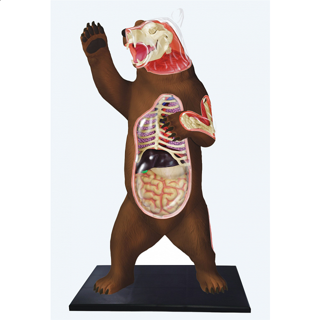 4d Vision Brown Bear Anatomy Model 3d Anatomic Puzzles Puzzle