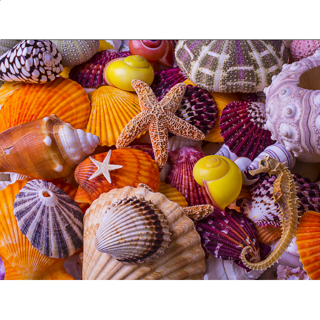 Sea Shell Treasures New Items Puzzle Master Inc
