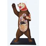 4D Vision - Brown Bear Anatomy Model