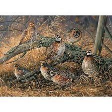 Quail