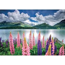 Lupins on the Shores of Lake Sils, Switzerland (Educa 8412668192713) photo