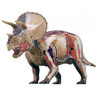 4D Vision - Deluxe Triceratops Anatomy Model