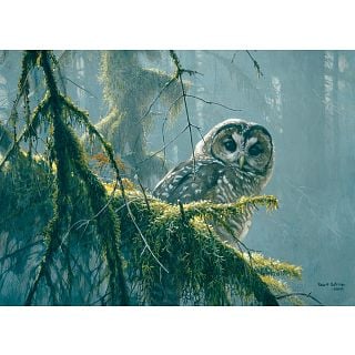Mossy Branches : Spotted Owl - Large Piece