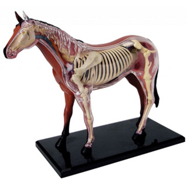 4D Vision - Horse Anatomy Model 26 pcs - BoughtAgain