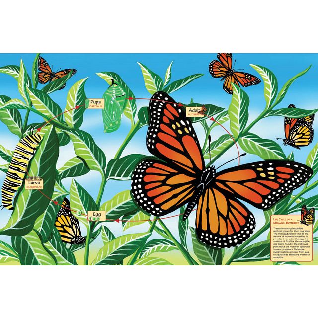 Click to get Floor Puzzle Life Cycle of a Monarch Butterfly