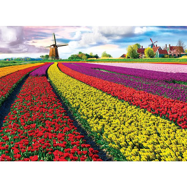 Tulip Fields