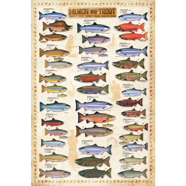 Click to get Salmon and Trout