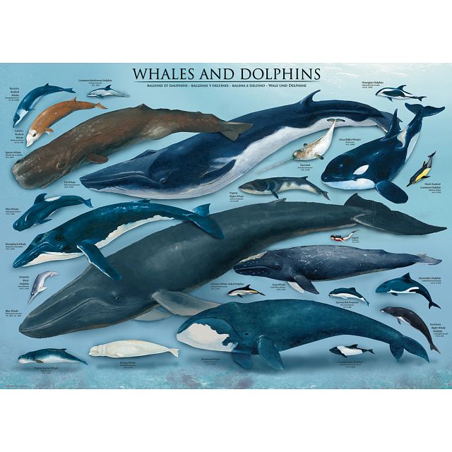 Whales & Dolphins